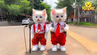 ANIMATED CATS SINGING RAHMATUN POEMS LIL'ALAMEEN KITTYDAV GEMOY COLORFUL CATS