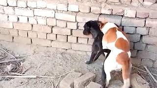dog animals video dog mating video