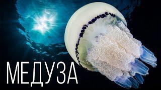 Медуза: Мастер выживания | Интересные факты про медуз