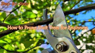 How to Prune Fruit Trees for Beginners: Step by Step Guide | Citrus Tree Trimming (零基础如何修剪果树/柑橘树)