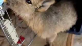 My baby Patagonian Mara / Cavy- Lillooet, BC