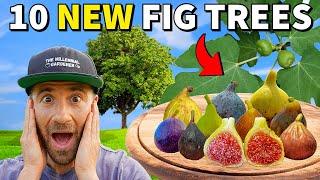 I Created 10 BRAND NEW FIG TREES...The Results Are MINDBLOWING!