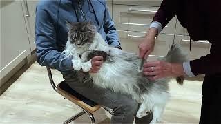 Maine Coon Felix. Grooming. Daily fur care.