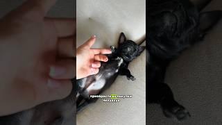 Чек-лист, что нужно приобрести до покупки Чихуахуа  #puppy #животные #собака #чихуахуа