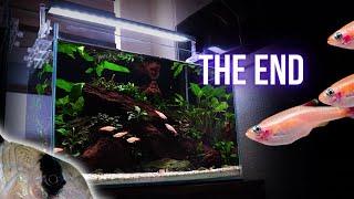 THE END of SIMPLE LOW MAINTENANCE AQUARIUM | EP5 NO SOIL AQUARIUM