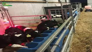 Aidan Dineen - Calf Rearing Facilities