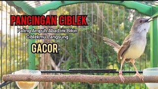 Burung Ciblek Semi Gacor NGEBREN Variasi cocok Untuk Masteran Ciblek dan Pancingan Ciblek BAHAN