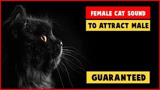 CAT SOUNDS TO ATTRACT MALE CATS  FEMALE CAT IN HEAT SOUNDS