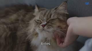 Why Is My Cat Biting Me| Waggle