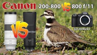 Canon RF 200-800 Vs RF 800 f/11 Bird Photography using the EOS R6 Mark II