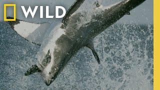 Shocking Shark Hunts | National Geographic