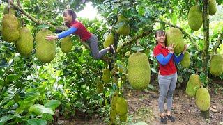 30 Days Harvest Giant Ripe Jack fruit, Ganoderma mushrooms go to market sell || Free Bushcraft