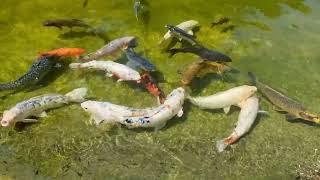 Hakone Gardens at Saratoga, CA - Feeding the Koi Fish