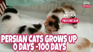 Kucing persian 0 hari -100 hari II persian cats grows up 0 days - 100 days