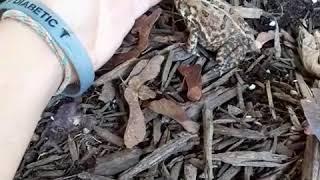 Hand Feeding A Wild Toad