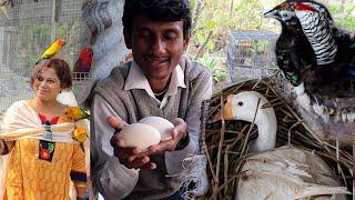 Surprising Breeding Progress At Our New Farm / First Parrot From Our New Farm Going To New Home.