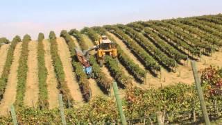 The New Oxbo 6120 grape harvester