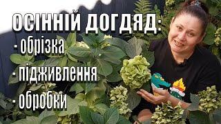 ОСІННІЙ ДОГЛЯД ЗА КРУПНОЛИСТИМИ ГОРТЕНЗІЯМИ. ОБРІЗКА, ПІДЖИВЛЕННЯ та ОБРОБКА