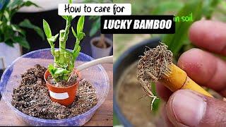 How to take care of lucky bamboo plant in soil