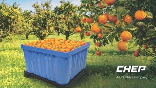 CHEP reusable Wave Bin ideal for handling produce during harvesting and food processing ingredients