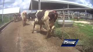 Third Florida dairy farm accused of animal abuse