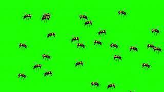 Wasp Bee Swarm Flying   Green Screen Animation   YouTube