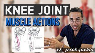 Knee Joint Anatomy: Muscle Actions