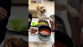 肉肉看个够：自从养了狗，吃个棒棒糖只吃得到2秒钟...