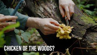 Foraging for Rare Edible Mushrooms on a Maine Island | Fascinated by Fungi