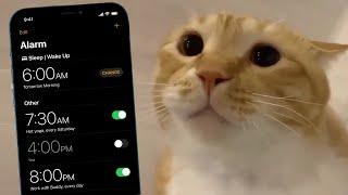 Cat moo but mobile alarms