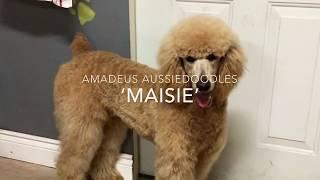 Maisie, our Apricot standard poodle