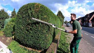 ANNUAL Pruning of Conifer HEDGE and CLEANING of green waste
