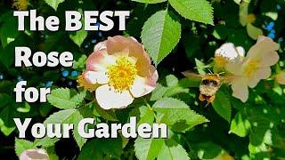 Dog Rose - Why Every Garden Should Have One