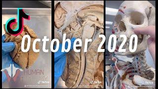 Human Anatomy TikTok Compilation | October 2020 | Institute of Human Anatomy