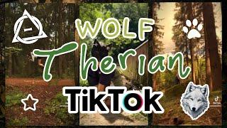  Wolf Therian TikTok Compilation   ᯓ𝘥𝘢𝘸𝘯𝘤𝘩𝘢𝘴𝘦𝘳𝘻 