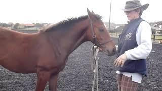 Fuddyduddy horsemanship handling training with foal