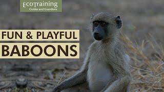 Baboons of Makuleke | Between the Sticks