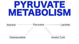 Pyruvate Pathways & Metabolism