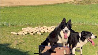 Two insanely talented border collie sheepdogs herding sheep