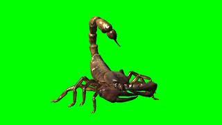 green screen  Scorpion Walk  Green Screen Animal Scorpio  Attack