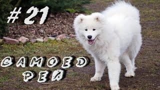 #Dogs #game.Самоеды это любовь! Samoyeds this is Love!#Funny #dog