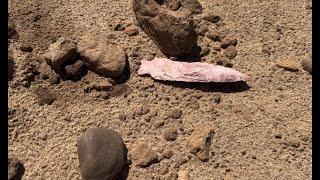 How Arrowheads Wash Out in Bulk When the River Recedes!