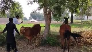 Horse Mating Cow ! Horse Mating Video ! Animal Mating Video