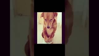 Funny dogs videos/dogslove/tailsofjoy /  ️