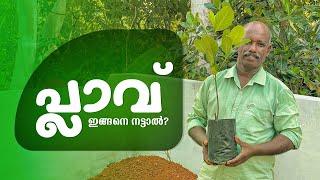 പ്ലാവ് ഇങ്ങനെ നട്ടാൽ? | Jackfruit Plant Cultivation In Malayalam | Plav Nadunnath Engane?