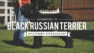 ALL ABOUT: BLACK RUSSIAN TERRIERS MILITARY MADE MILITARY GRADE