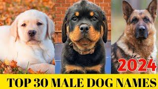 Male dog Names 2024 : Top 30 Male Dog Names : New dog names