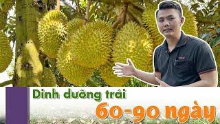 CÁCH ĐI DINH DƯỠNG SẦU RIÊNG MONTHONG TRÁI 60-90 NGÀY - Gai nhím, nở hộc đều, lên cơm