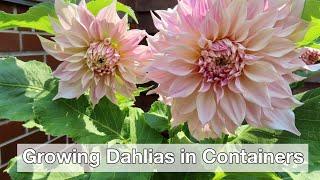 Growing Dahlias in Containers | How I Stopped Killing My Dahlias