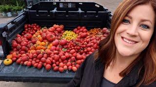 Bean, Carrot & Tomato Harvest!  // Garden Answer